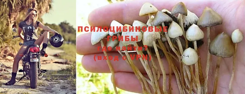 Псилоцибиновые грибы Psilocybine cubensis  omg как зайти  Новоаннинский  купить наркотик 